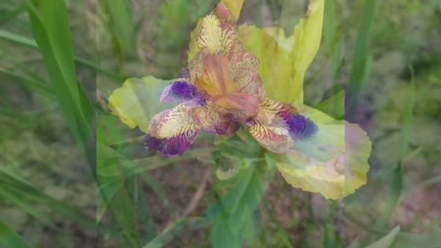 Карликовые ирисы в моем саду))) #ирисы#ирисыкарликовые смотреть онлайн