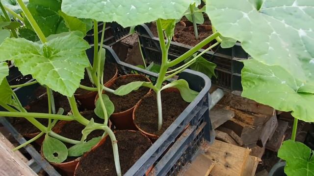 Ранняя зелень через рассаду. Высаживаем в открытый грунт.16 апреля 2021 г. смотреть онлайн