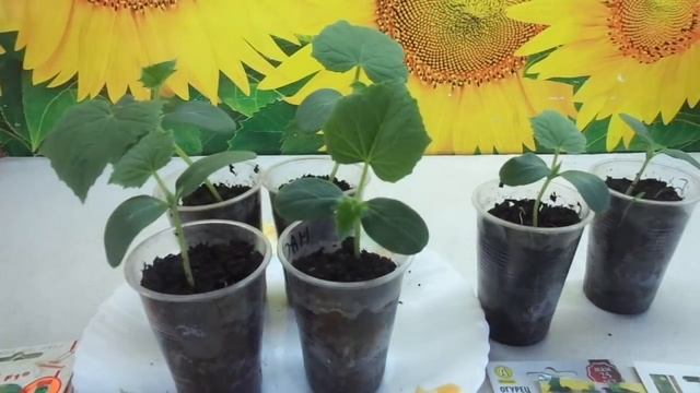 ПОРА ВЫРАЩИВАТЬ РАССАДУ ОГУРЦОВ ДЛЯ ТЕПЛИЦ. Ольга Чернова. смотреть онлайн