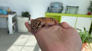 Почему, тебе точно нужен эублефар?!-ПЛЮСЫ ЭУБЛЕФАРА💗￼