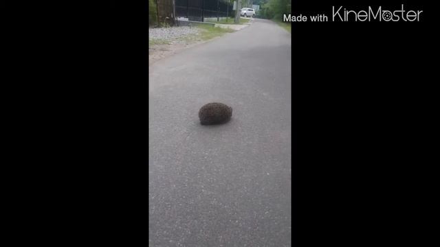 Живой ёжик...