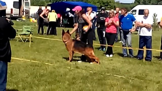 VID 2017 06 04 №4 Rivvard vom Frosten (o Dasty vom Melancthon m Astel Hof Rikkardi)-Описание смотреть онлайн