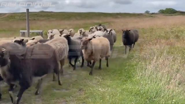 Farm Animals - Animal Sounds - cat, dog, cow... смотреть онлайн