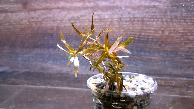 РОТАЛА ФЛОРИДА ( ROTALA FLORIDA ) смотреть онлайн