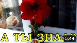 ГИППЕАСТРУМ: все нюансы ухода за цветком⚘⚘⚘