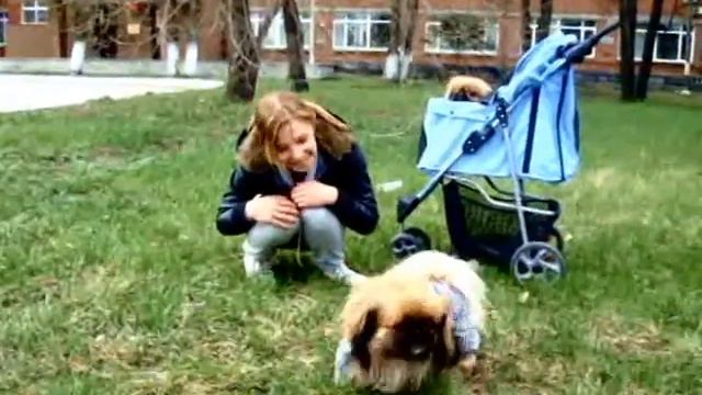 ПЕКИНЕСЫ и НЕМЕЦКИЕ ОВЧАРКИ-НАСТОЯЩИЕ ДРУЗЬЯ! смотреть онлайн