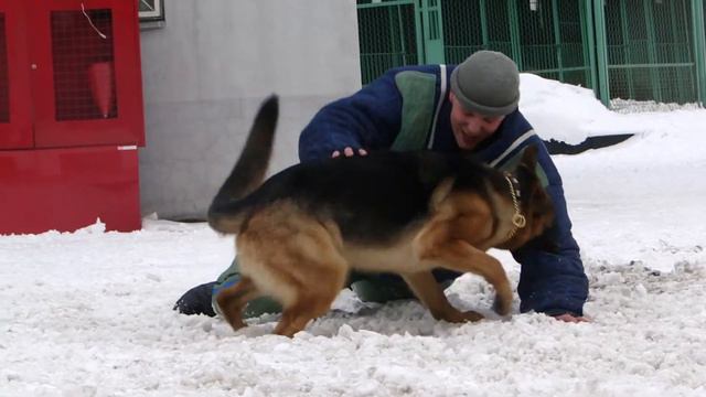 Рысь. кусачка.2