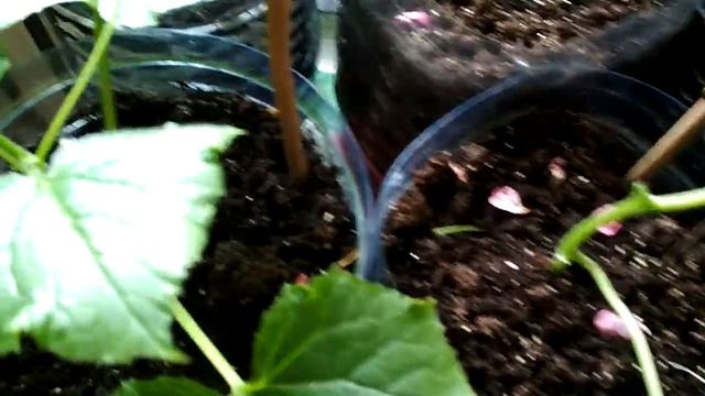 Желтеют листья огурчиков , летают мошки... Паутинный клещ... смотреть онлайн