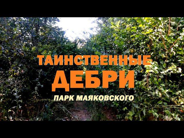 ТАИНСТВЕННЫЕ ДЕБРИ. Парк Маяковского. Каменск-Шахтинский. Август 2021. Природа. Видео Арон Моисеевич