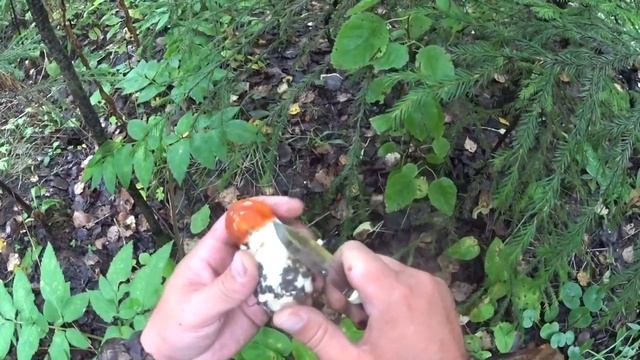 Лесные тропинки и открытия в окружающей природе