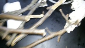 Укоренение черенков яблони в домашних условиях зимой.Черенки яблони дали корни зимой.Черенки яблони