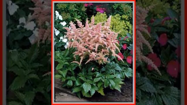 Tawulka Arendsa Bressingham Beauty 6662 смотреть онлайн