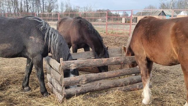 Почему лошадь кусается? (одна из возможных причин) :) смотреть онлайн