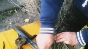 Вяжем метлу из дерезы.