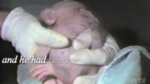 Britches' Story: Eyes Sewn Shut | Baby Monkey Abused for Animal Testing