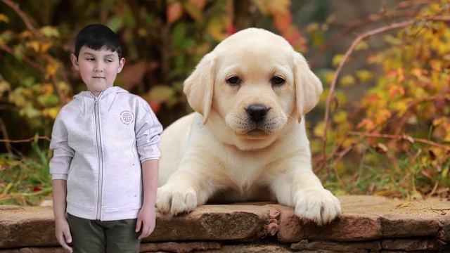 Лабрадор ретривер | Фанни