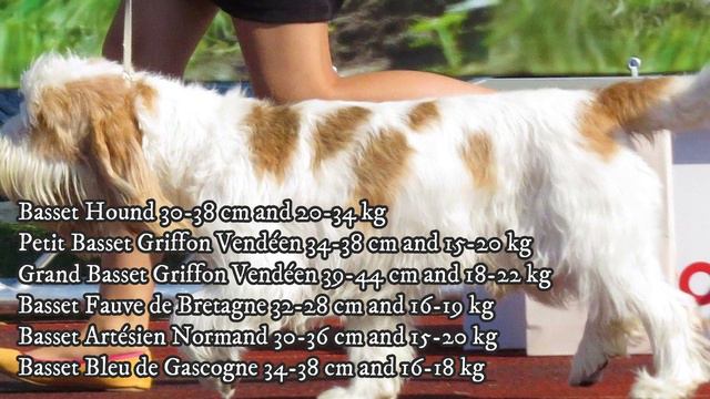 All Basset Dog Breeds смотреть онлайн