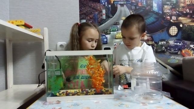 ПОКУПАЕМ РЫБОК #обзор #аквариум #покупаемрыбок #подводныймир #сомик #петушок #детскийканал