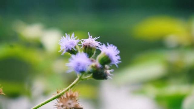 Video sample by Nikon D5600, using kit lense 18-55mm смотреть онлайн