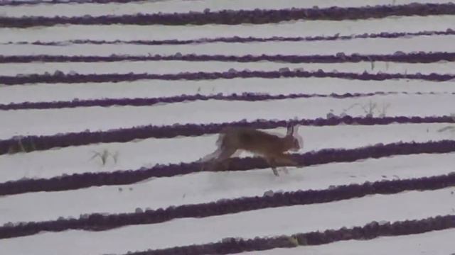 x50 Zoom! The elusive British Hare captured on film смотреть онлайн