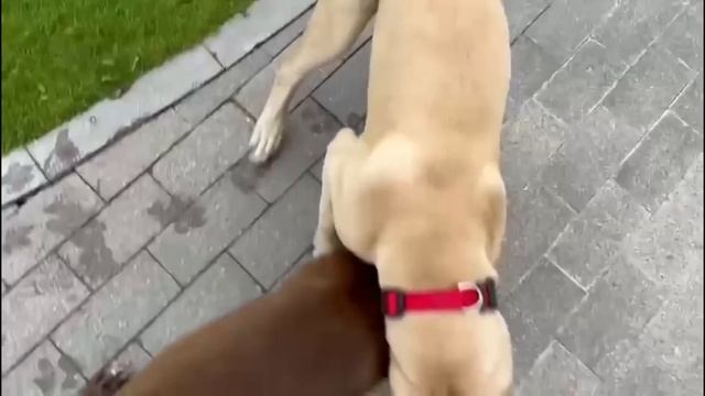 Питбуль Граф…ДЕТСТВО ЧЕМПИОНА!!!