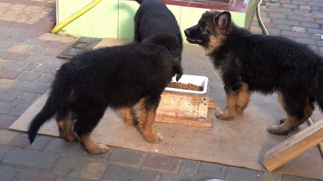 Пора кушать. Щенки немецкой овчарки 2 месяца. Одесса. смотреть онлайн