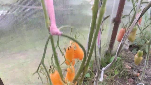 ОБЗОР СОРТА ВАЛЕНТИНО | ПОМИДОРЫ, ТОМАТЫ смотреть онлайн