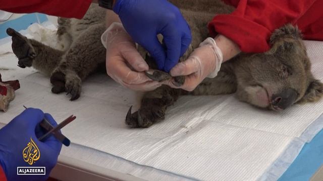 Australia designates koalas as endangered species смотреть онлайн