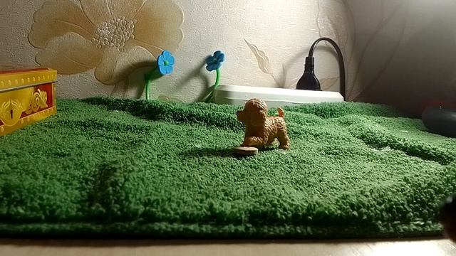 маленькое сердце 🤍 прайд Львов или собак ? всё же у кого будит прайд?!?!?