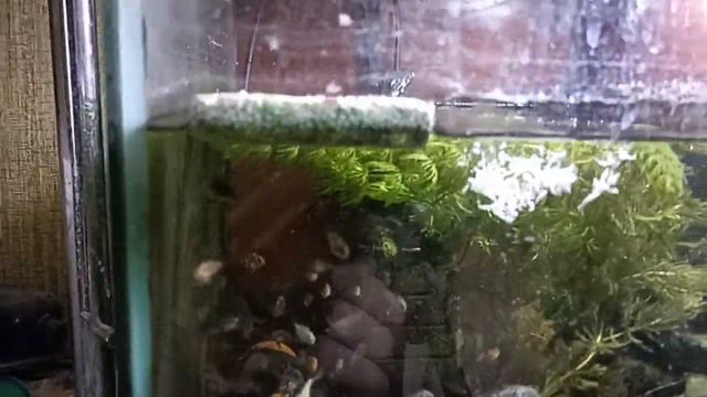 РЫБКИ УПЛЕТАЮТ КРАБОВЫЕ ПАЛОЧКИ! смотреть онлайн