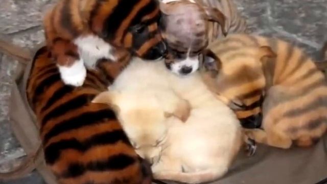 Парень купил щенка редкой породы, но уже утром сильно пожалел об этом! смотреть онлайн