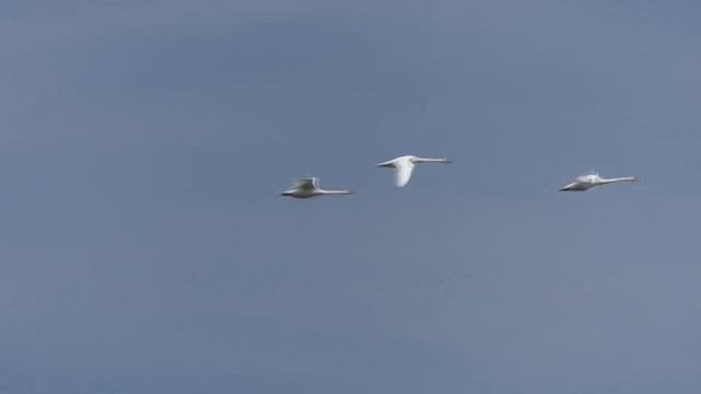 Рыбалка. Ловля карася после нереста и при каких облаках плохо клюет смотреть онлайн