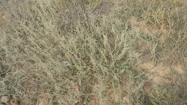 Растительность Бэровского бугра