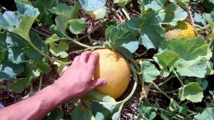 СУПЕР УРОЖАЙ ДЫНЬ РАССАДА ФОРМИРОВКА ПОДКОРМКИ СБОР УРОЖАЯ