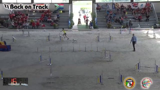 2018 World Agility Championship Метелькова джампинг смотреть онлайн