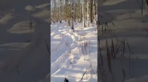 Снегоход буран и рысь по лесу