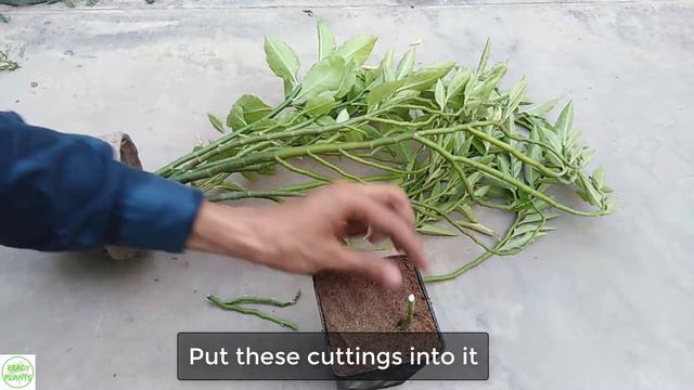 Propagate Pedilanthus || Devil's Backbone From Cutting || With Result Update смотреть онлайн