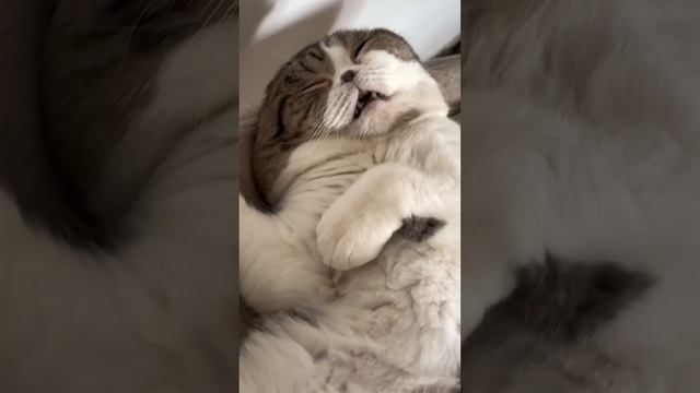 Кто так храпит? #Shorts