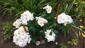 Роза Салли Холмс . Rosa Sally Holmes  . Мускусная роза .