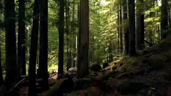 пение лесной феи