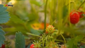 ТОП-5 РЕМОНТАНТНЫХ СОРТОВ КЛУБНИКИ