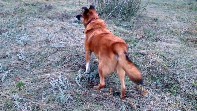 Бездомные, беспризорные собаки. Ужас, да? смотреть онлайн