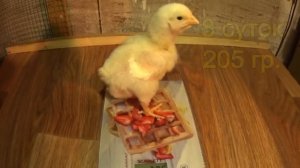 Как цыплята бройлера набирают вес ВЕС ПО СУТКАМ ДО 14 дней