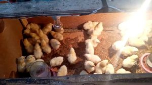 Белорусские бройлеры кобб 500. Мегакорм, кормление.