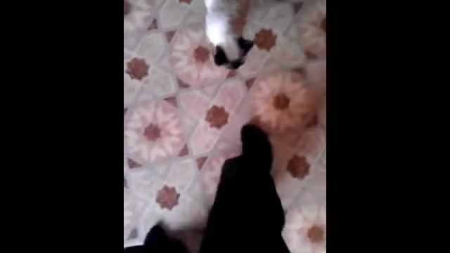 Леопольд Подлый-Сиамский.flv смотреть онлайн