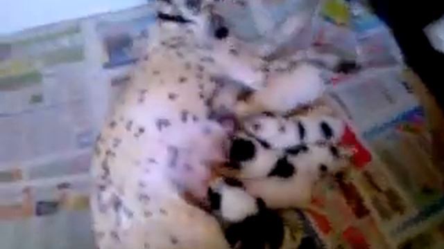 Далматинка и 13 щенков