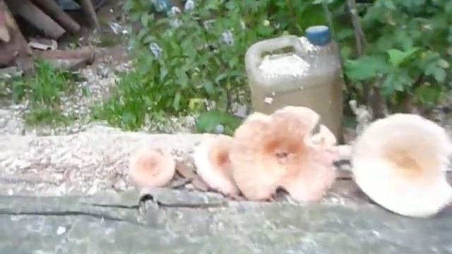 О грибах. Часть 7 / About mushrooms. Part 7 смотреть онлайн