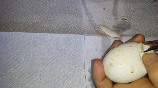 Ball python Egg cutting video spinner x pastel смотреть онлайн