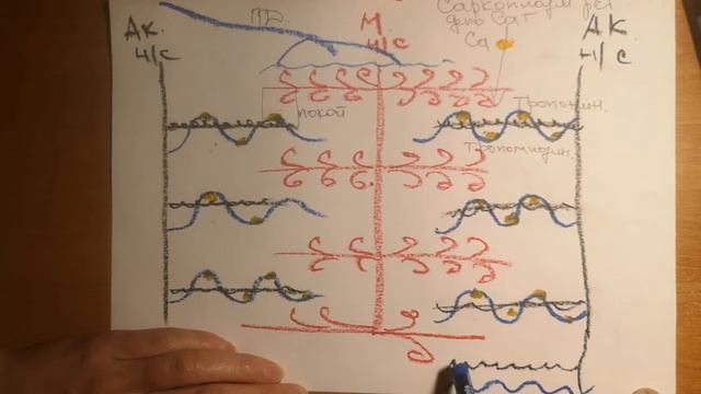 процесс сокращения и расслабления мышечного волокна.простое объяснение смотреть онлайн