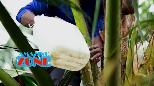 Amazing COCONUT Processing in Factory ★ Coconut Oil, Milk & Water ★ Awesome Food Processing Machine смотреть онлайн